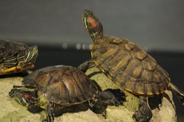 Are Red Eared Sliders Invasive