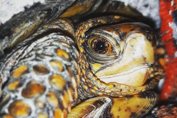 box turtle full size