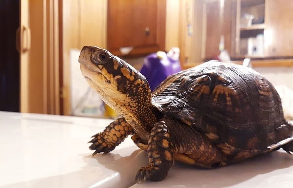 can a box turtle bite