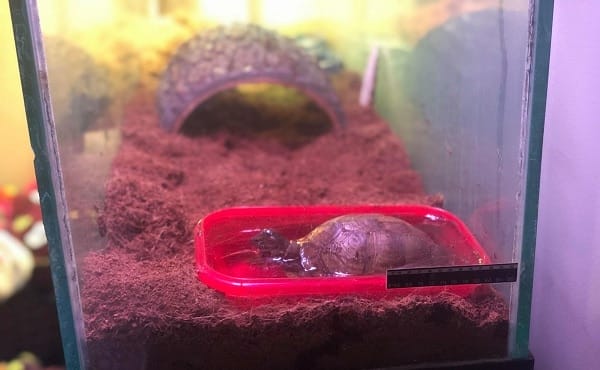 can box turtles swim or not