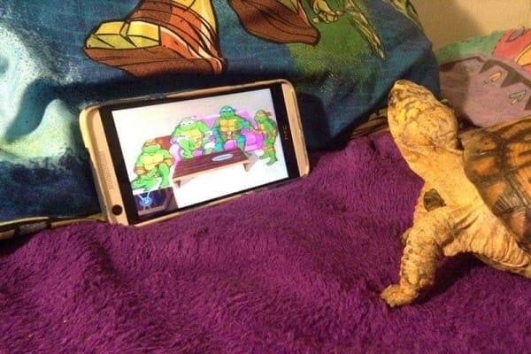 Box Turtle Behavior In Captivity