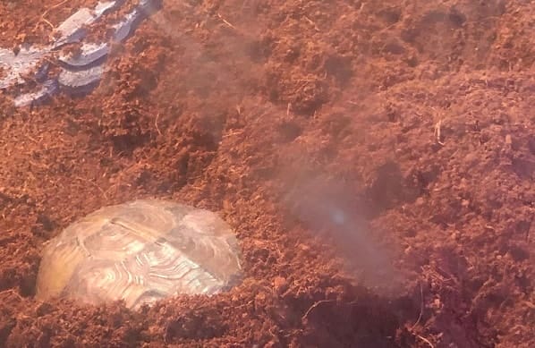 Best Substrate For A Box Turtle