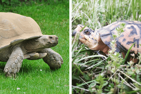 Why Is A Box Turtle Not A Tortoise