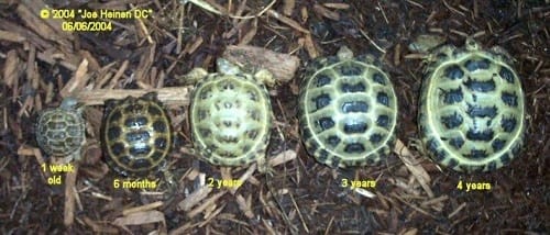 box turtle age by size