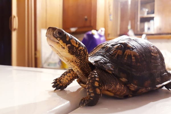 box turtle growth rate