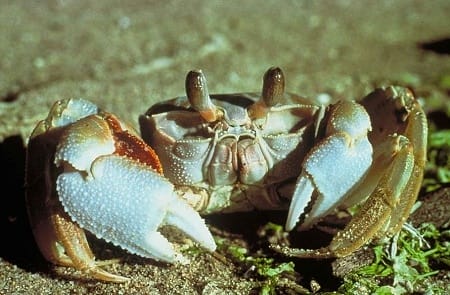 box turtle predator ghost crab