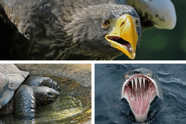 box turtle predators