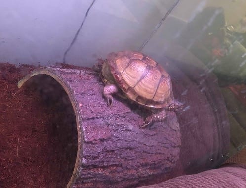 box turtle enclosure accessories