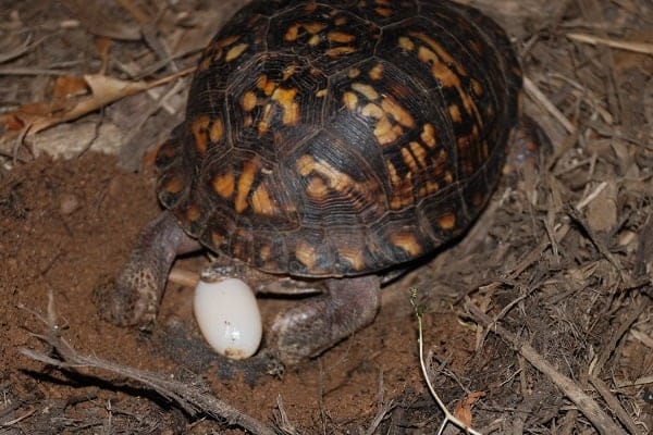 How To Take Care Of Box Turtle Eggs