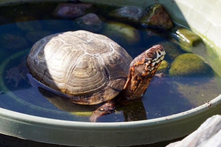 Terrapene carolina triunguis (Three-toed Box Turtle)