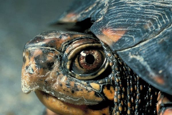 38 Box Turtle Diseases & How To Treat Them