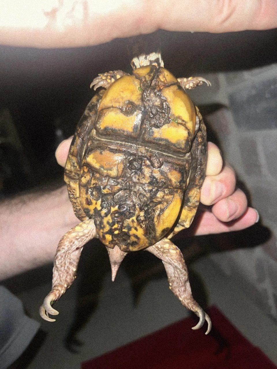 How To Take Care Of Box Turtles? [The Ultimate 2025 Guide] – The Turtle Hub