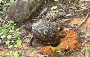 box turtle nesting