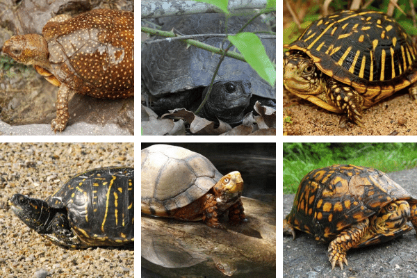 Best Beginner Box Turtle Species