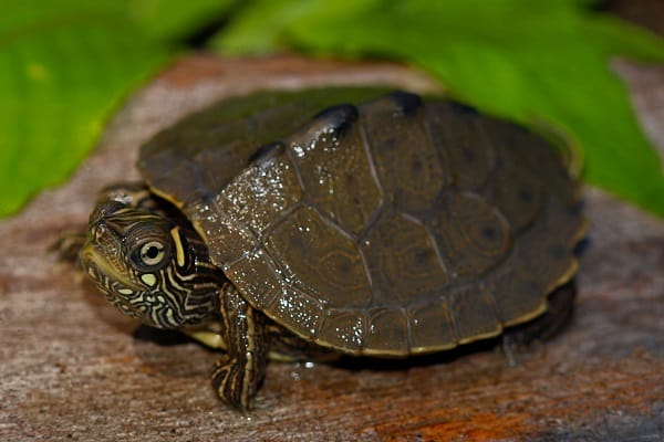 How Long Do Map Turtles Live In Captivity