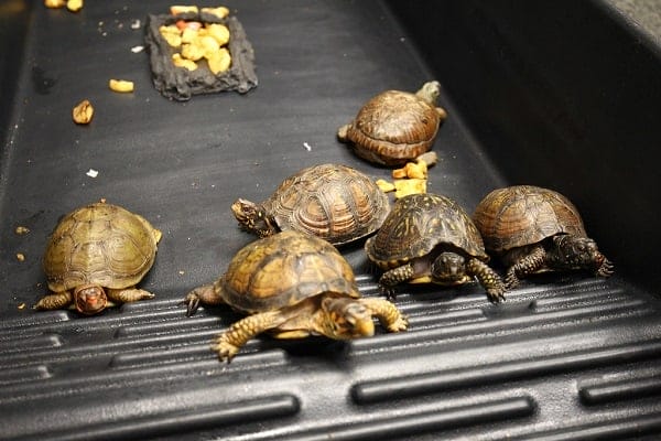 How To Breed Box Turtles In Captivity?
