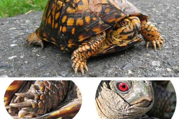 How To Tell The Gender Of A Box Turtle?