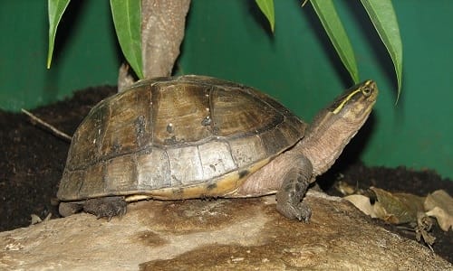 asian box turtle
