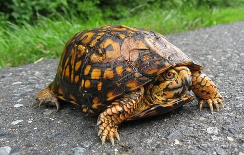eastern box turtle