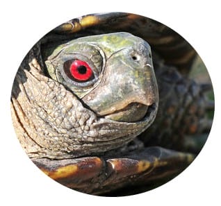 male box turtle eye