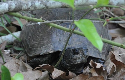 gulf coast box turtle
