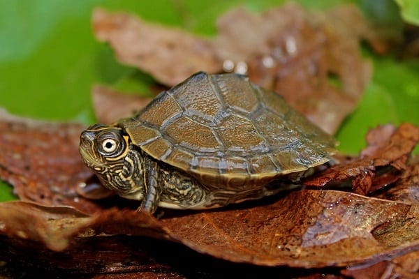 how big do map turtles get