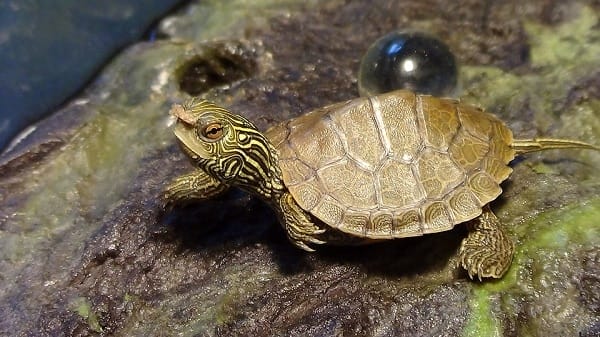 how to take care of map turtle in captivity