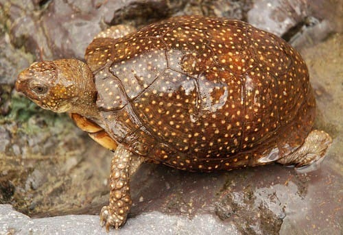 spotted box turtle