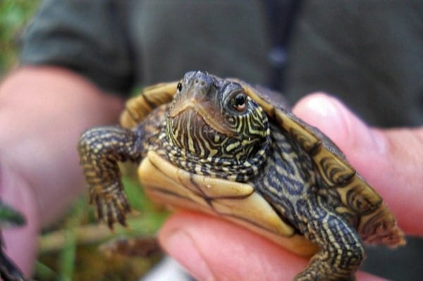 Do Mississippi Map Turtles Bite?