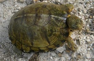 yucatan box turtle