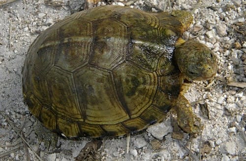 yucatan box turtle