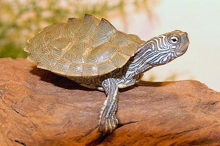 Cagle’s Map Turtle