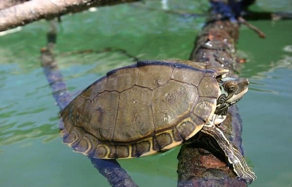 when do map turtles lay eggs