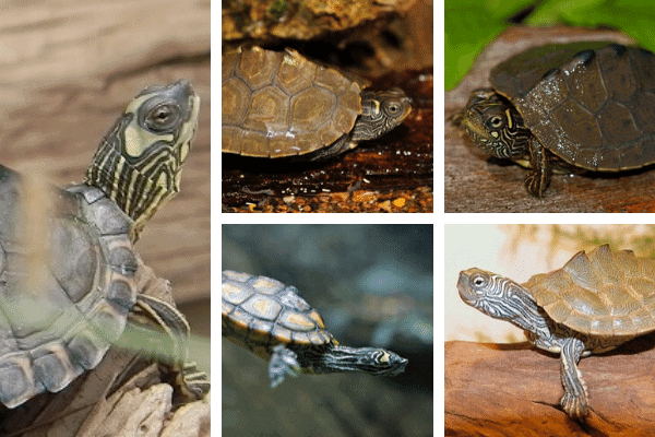 13 Map Turtle Species You Can Keep As Pets