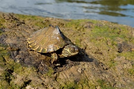 Pascagoula Map Turtle