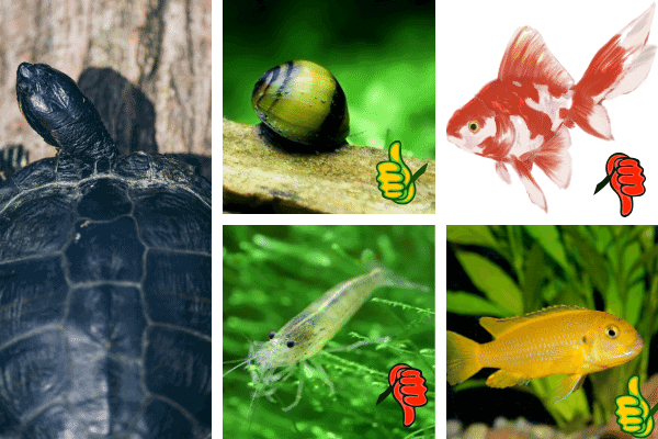 Tank Mates For Mississippi Map Turtle