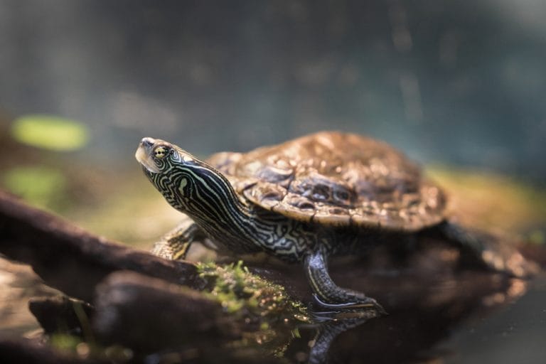 Essential Foods Your Map Turtle Needs for a Long, Healthy Life