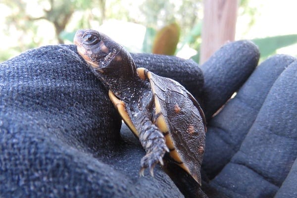 How to Breed Map Turtles in Captivity