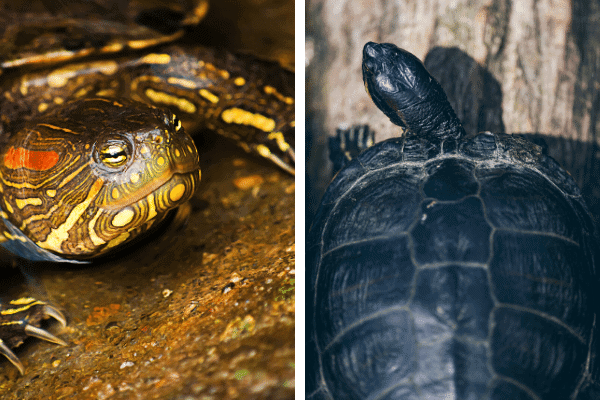 Map Turtle Vs. Red Eared Slider