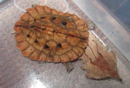 Mata Mata Turtle