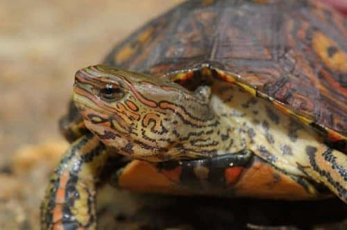 Ornate Wood Turtle