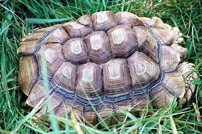 turtle shell pyramid