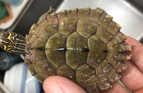 white spots on turtle shell