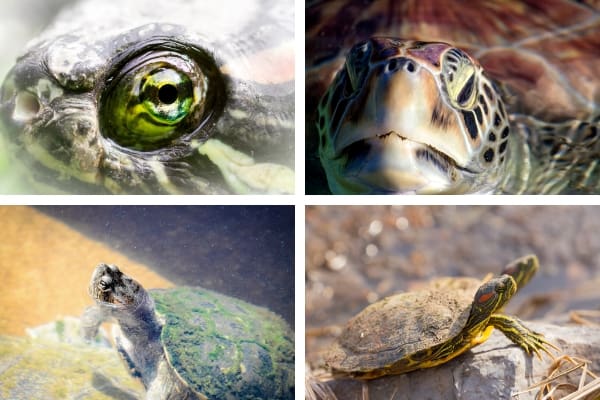 42 Map Turtle Health Problems & Their Treatments