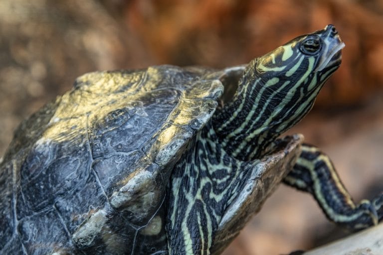 Graptemys flavimaculata (Yellow-blotched Map Turtle)