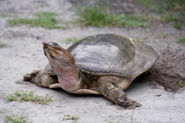 How Big Do Softshell Turtles Get