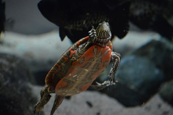How To Take Care Of Painted Turtles In Winter