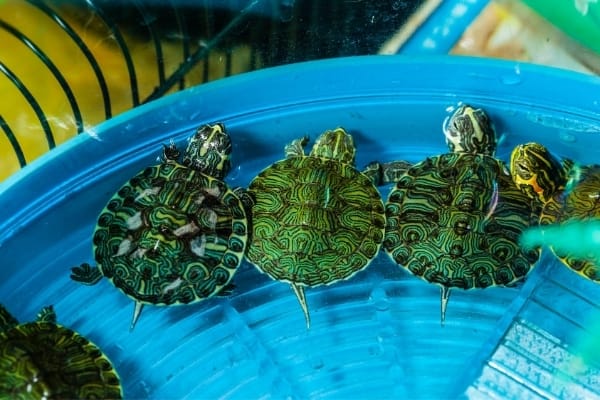 How To Setup An Outdoor Kiddie Pool Turtle Pond?