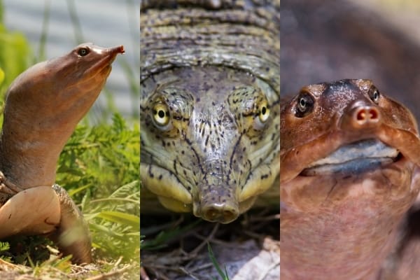 Are Softshell Turtles Endangered