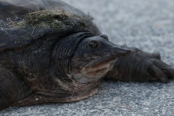 Do Florida Softshell Turtles Bite
